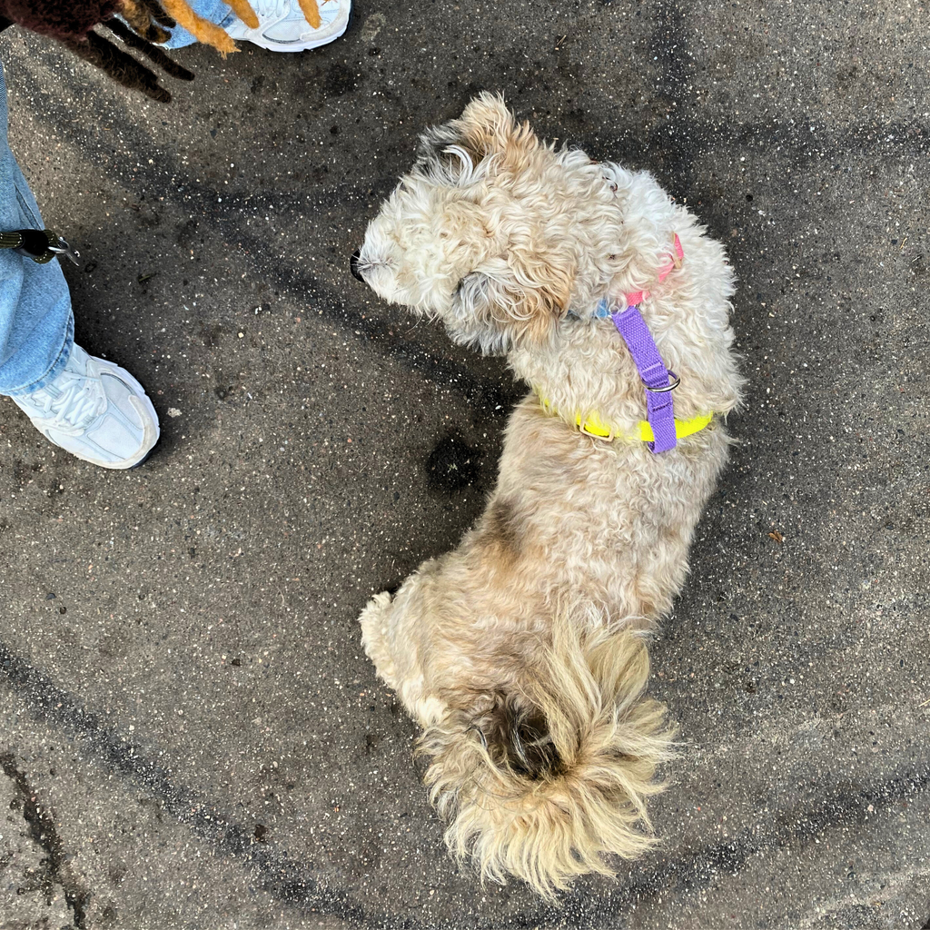 No-Pull Hundegeschirr Colorsmash