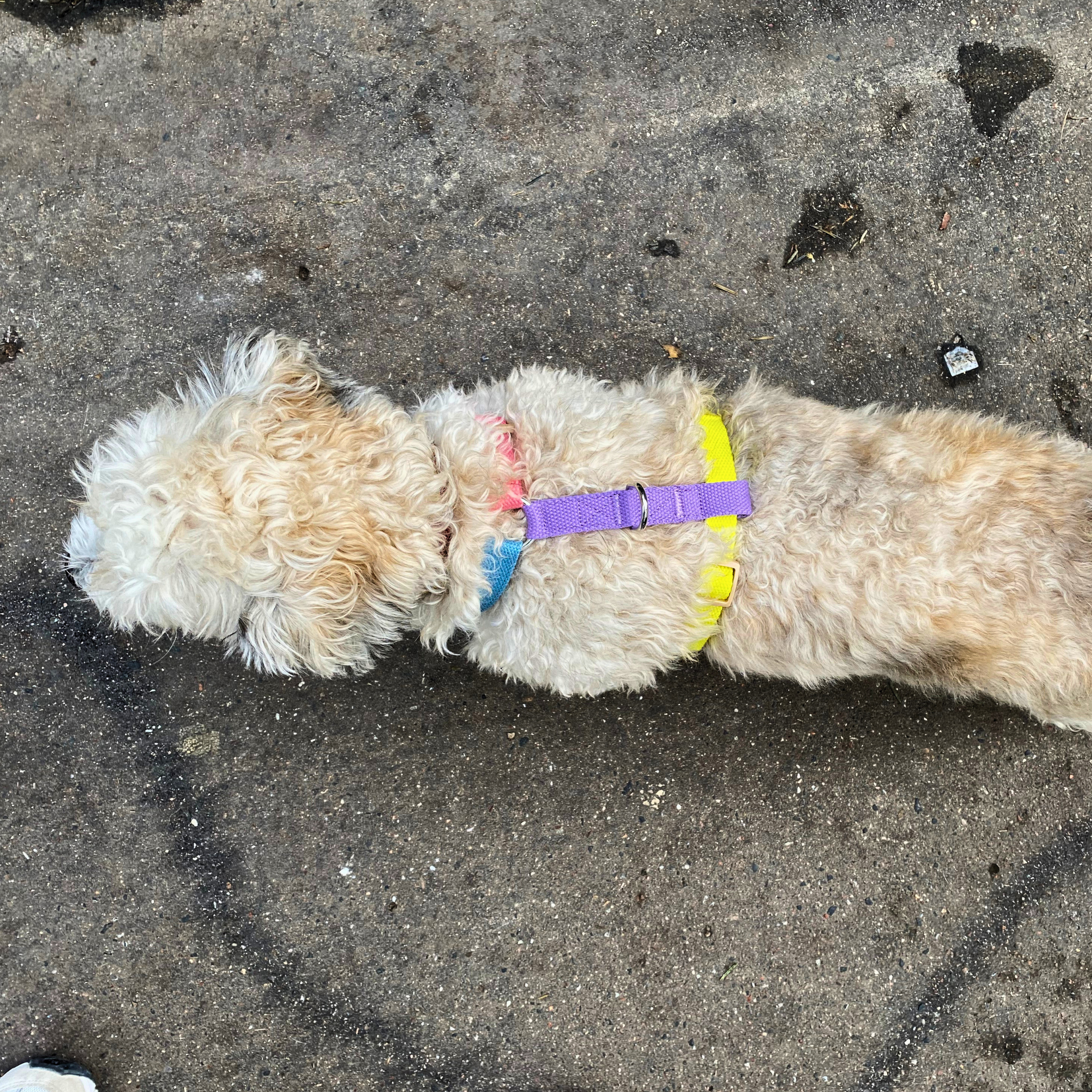 Dog Harness Colorsmash