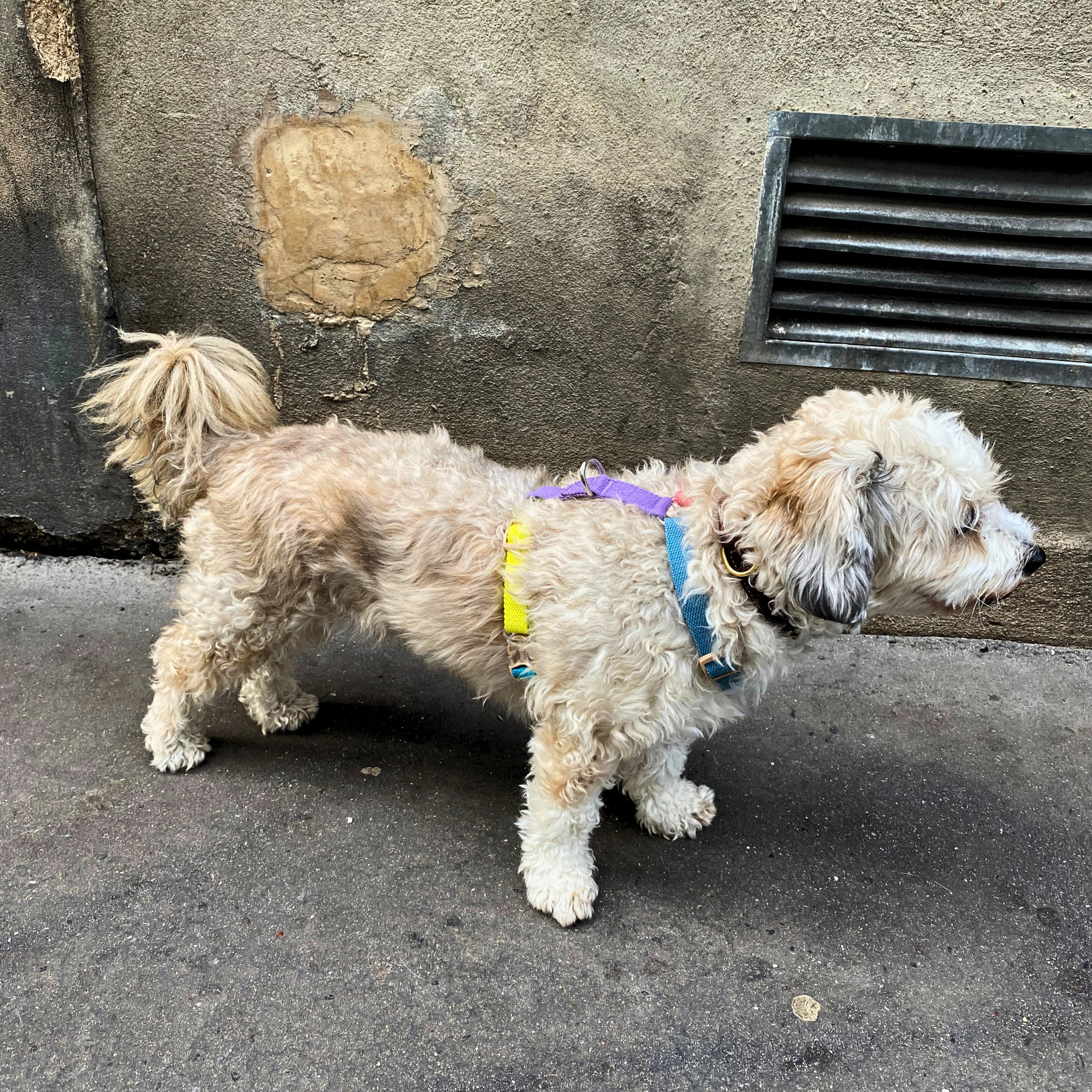 No-Pull Hundegeschirr Colorsmash