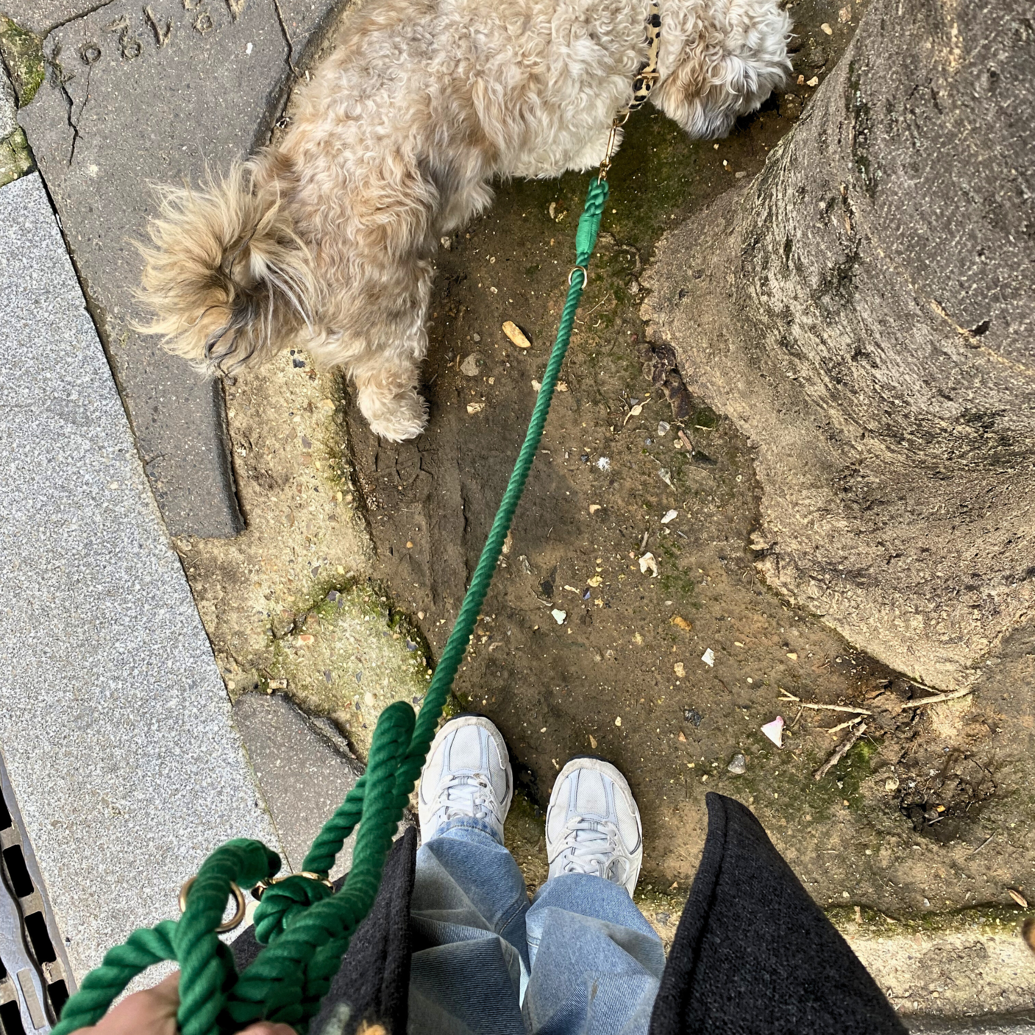 Dog Leash - Soft Cotton Rainbow