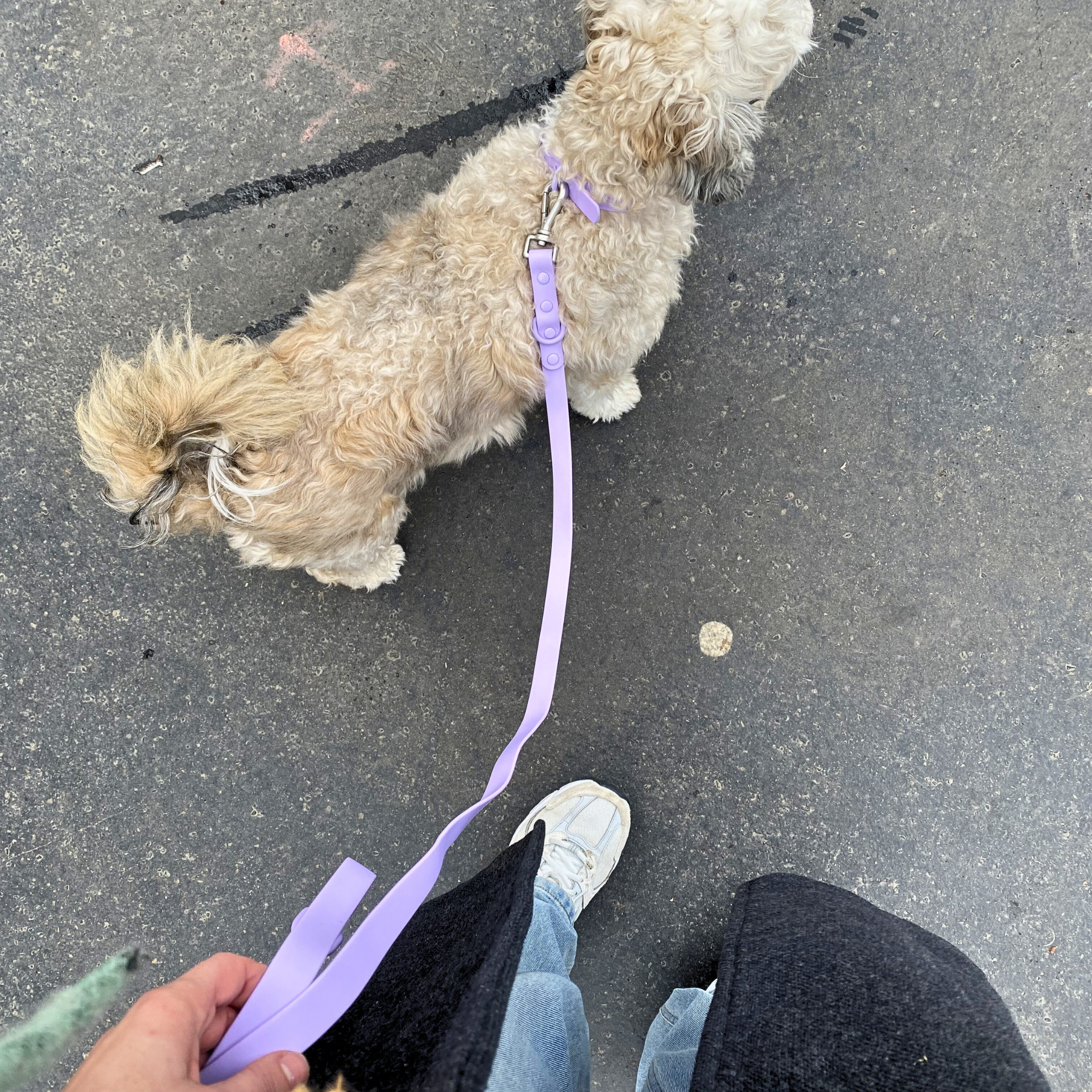 Waterproof Dog Collar & Leash Set