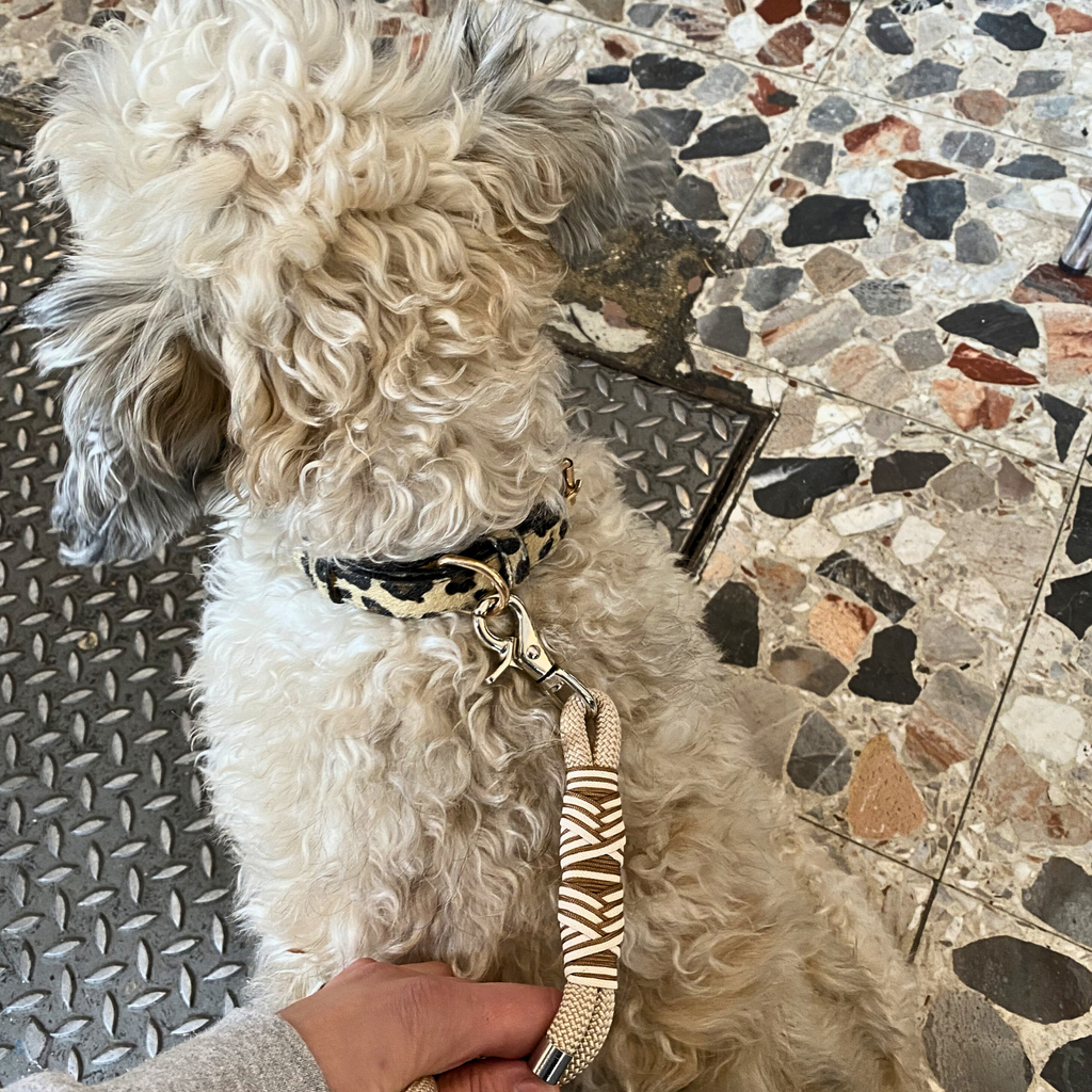 Leopard Print Dog Collar
