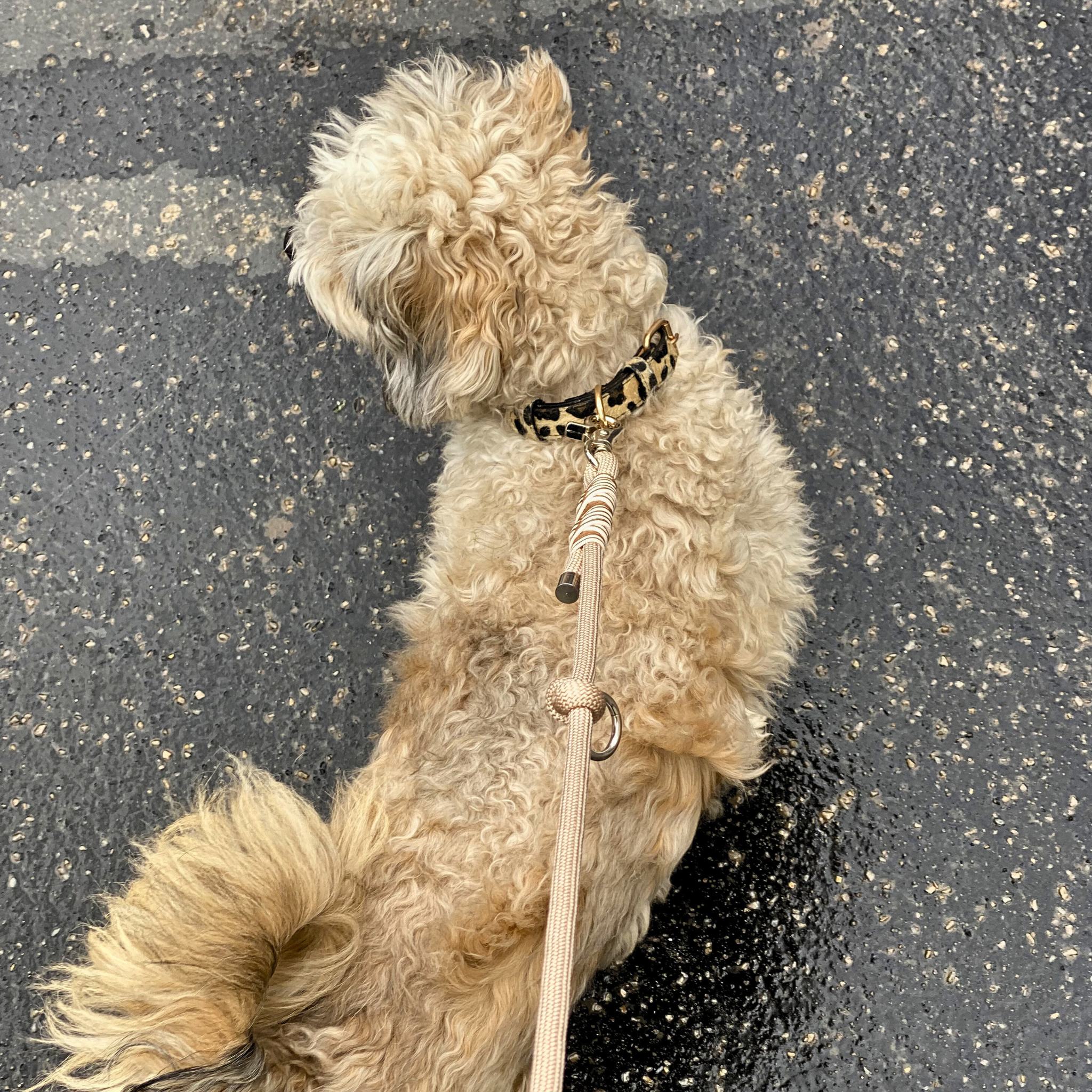 Leopard Print Dog Collar