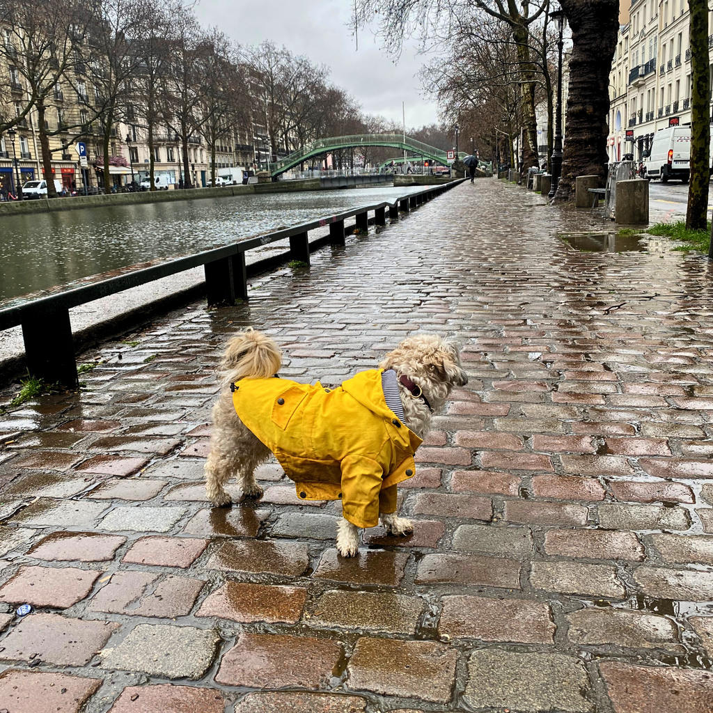 Gelber Hunde-Regenmantel