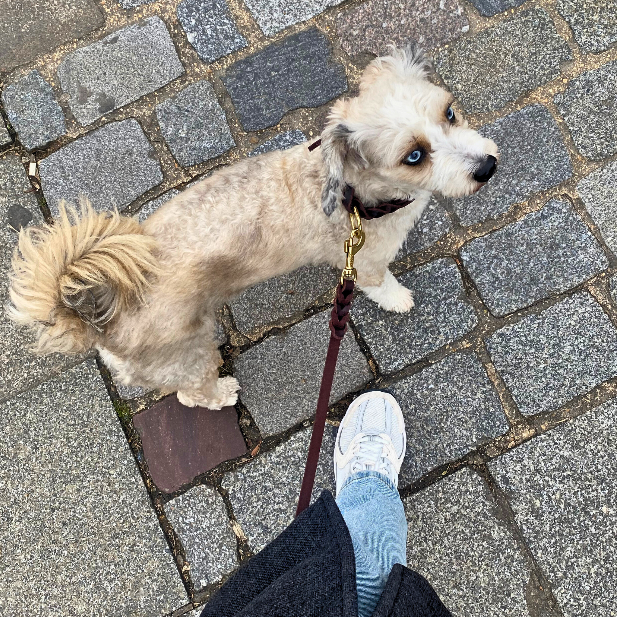 Genuine Leather Dog Collar & Leash Set