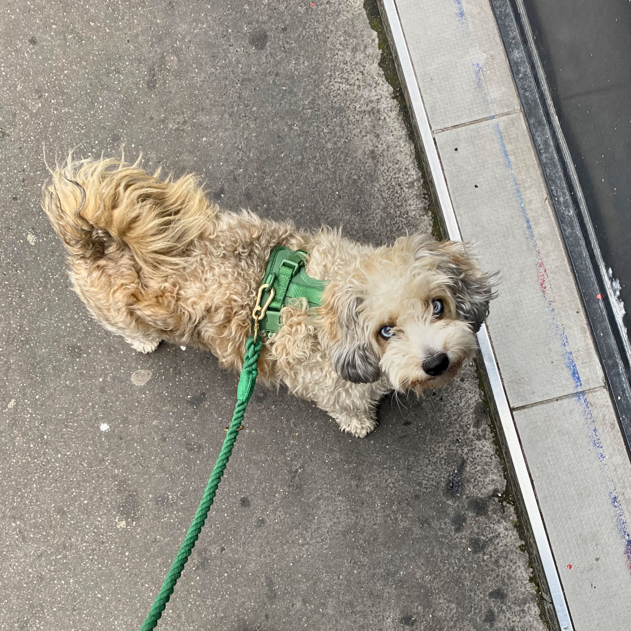 Set Leash and Harness "Green Dream"