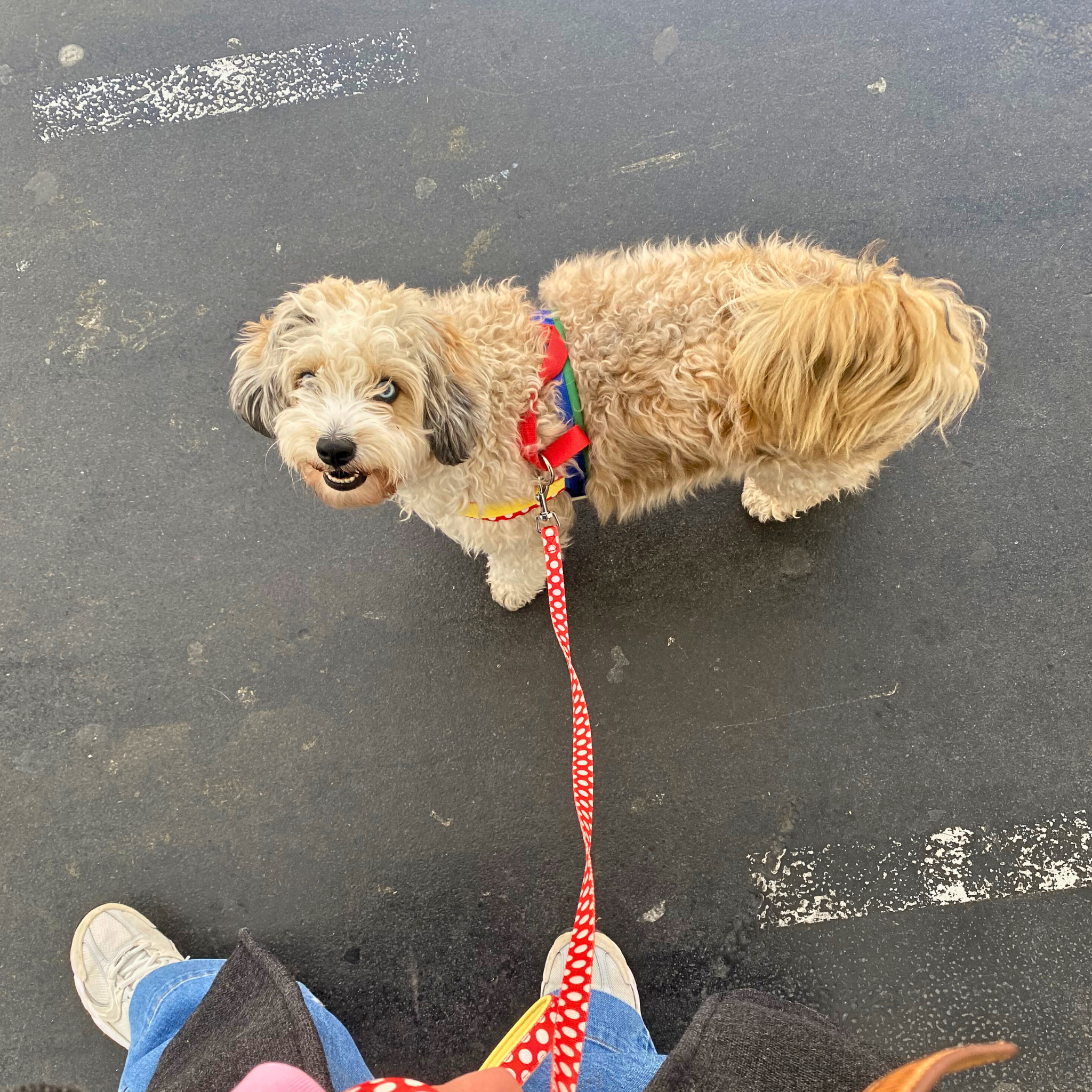 Dog Harness & Leash Set "Good Vibes"