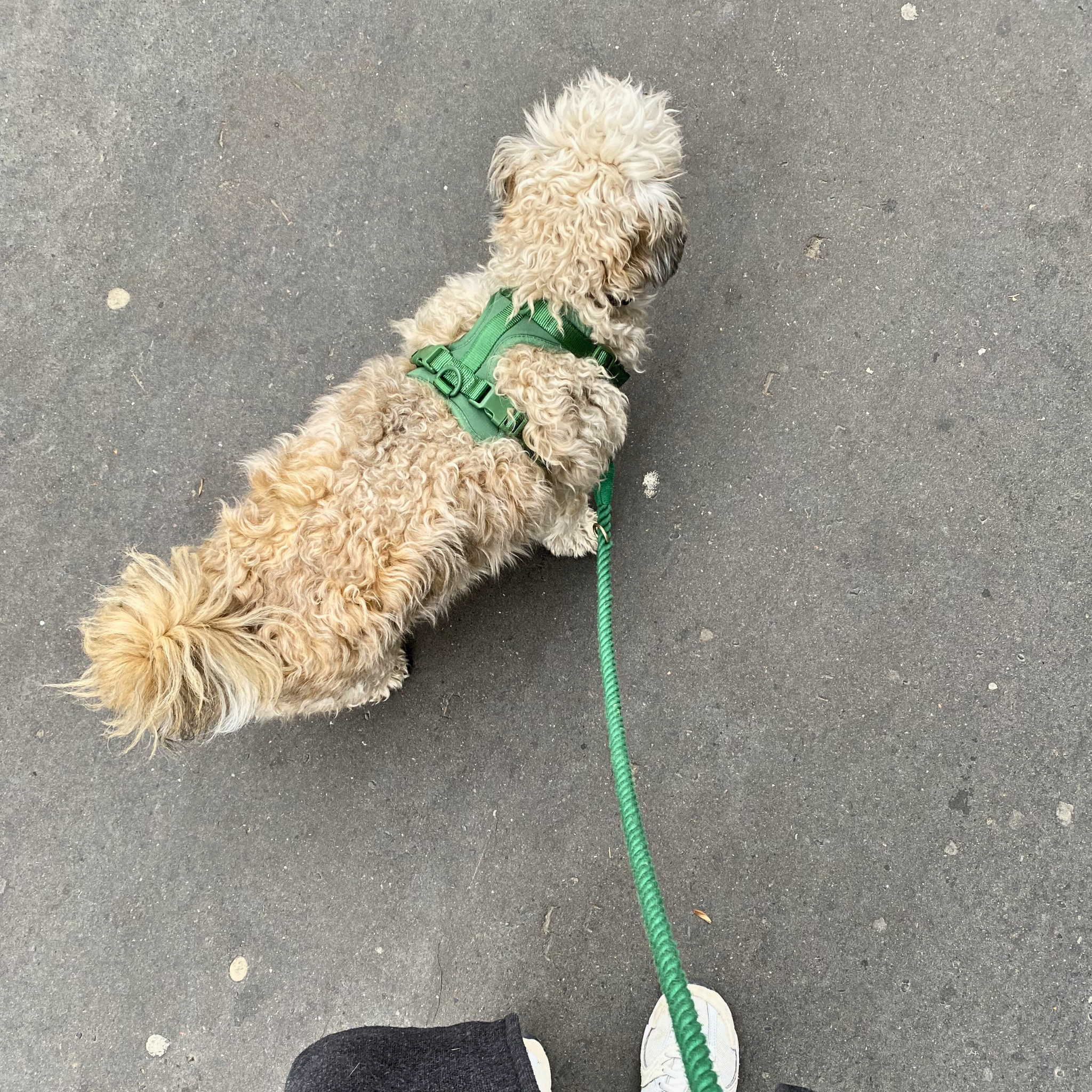 Set Leash and Harness "Green Dream"