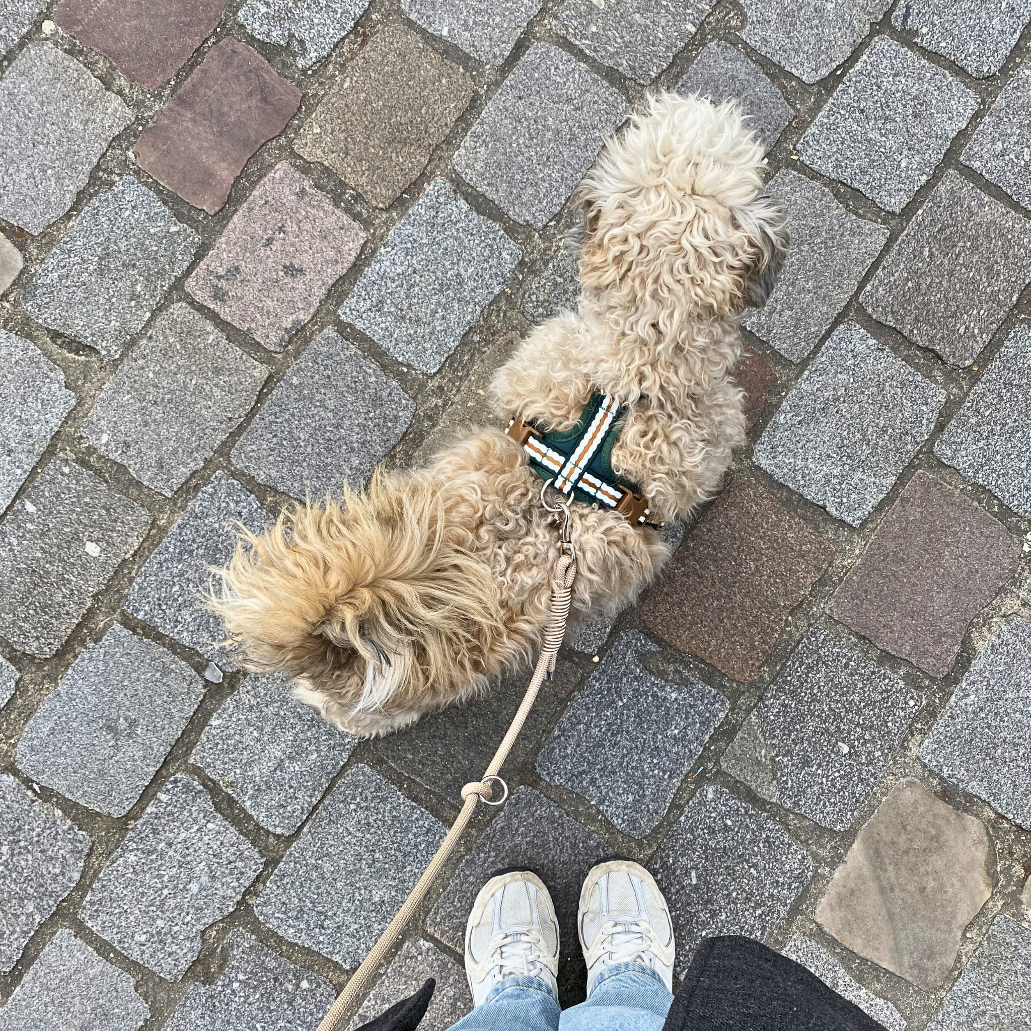 Dog Harness "Togo" – Breathable Mesh, Reflective & Adjustable