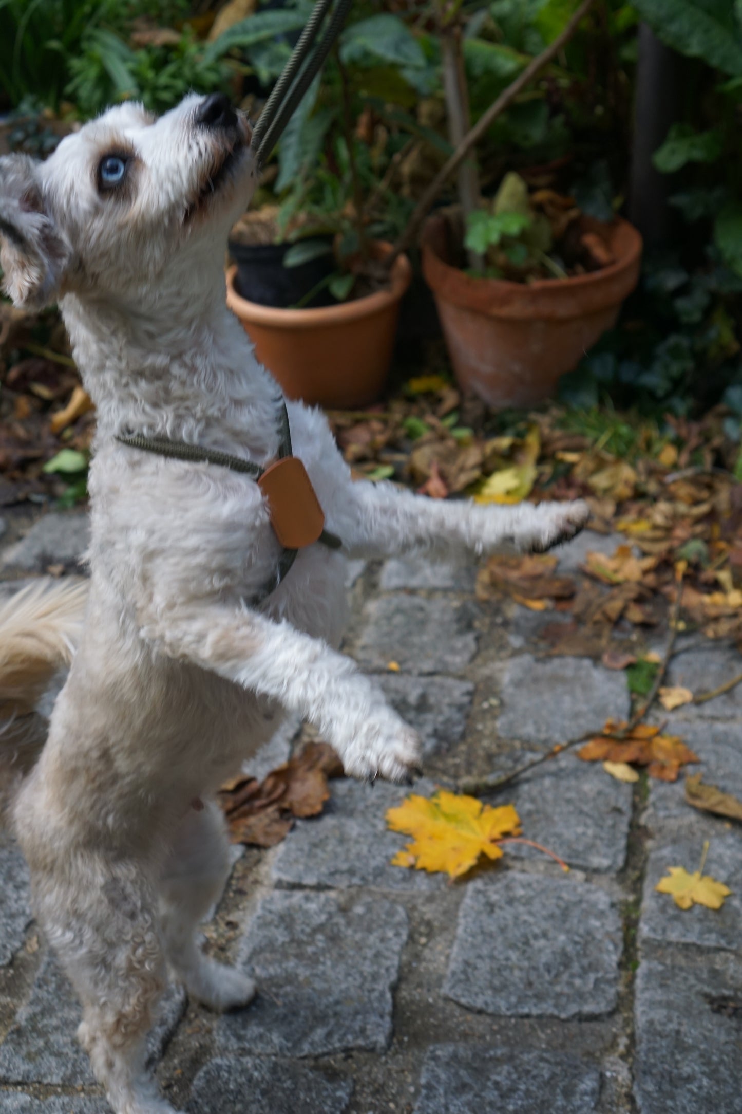 Dual-Head Dog Harness & Leash – Adjustable All-in-One Design