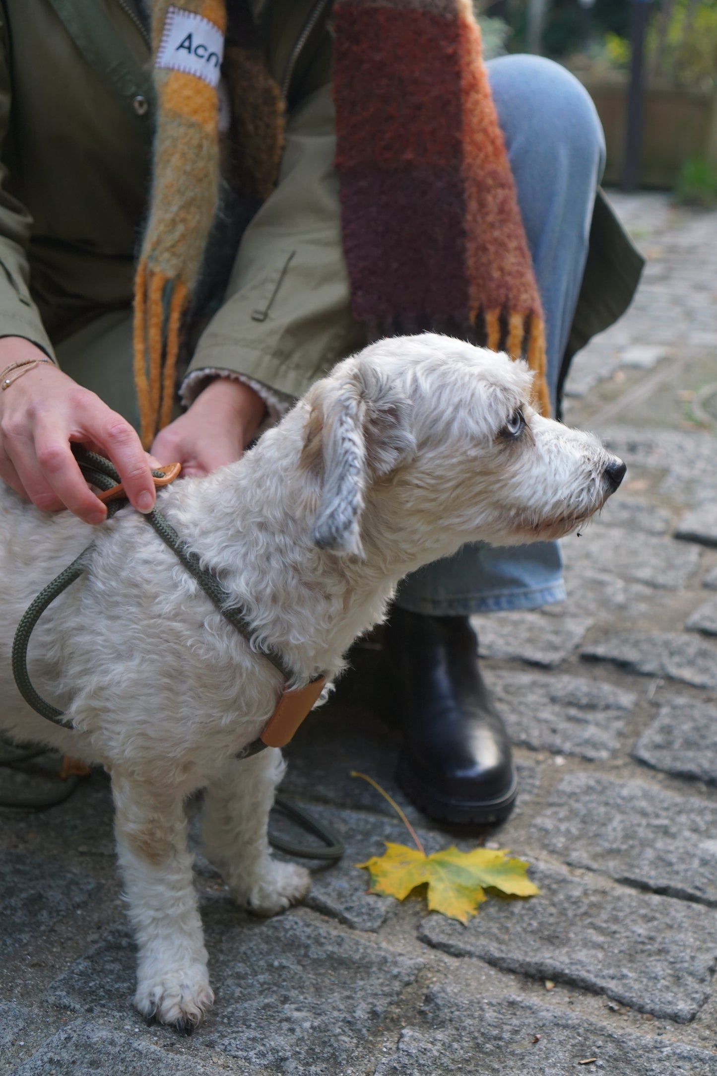 Dual-Head Dog Harness & Leash – Adjustable All-in-One Design