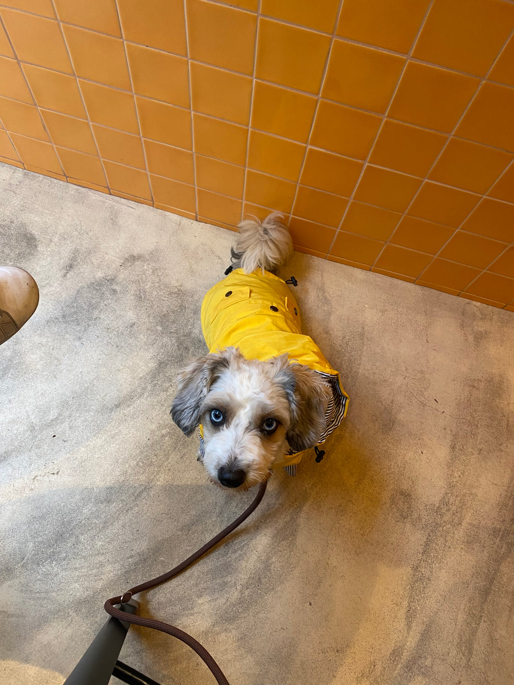 Gelber Hunde-Regenmantel