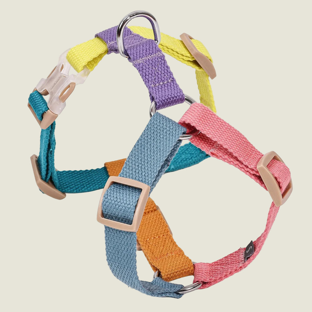 Set of colorful dog collars on a white background