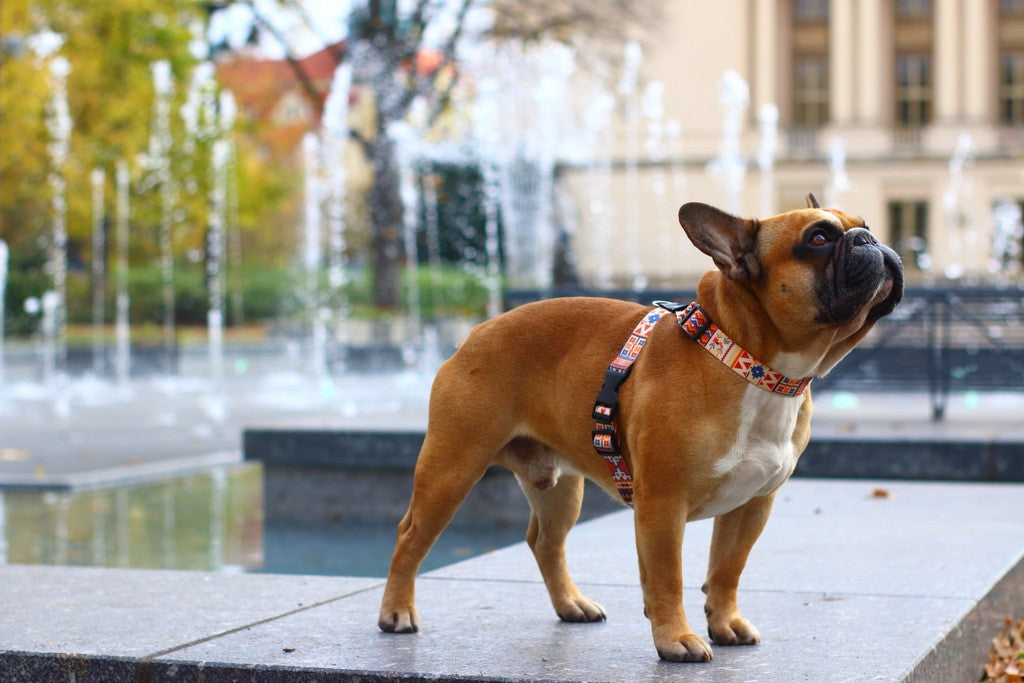 Dog Harness With Leather – Boho