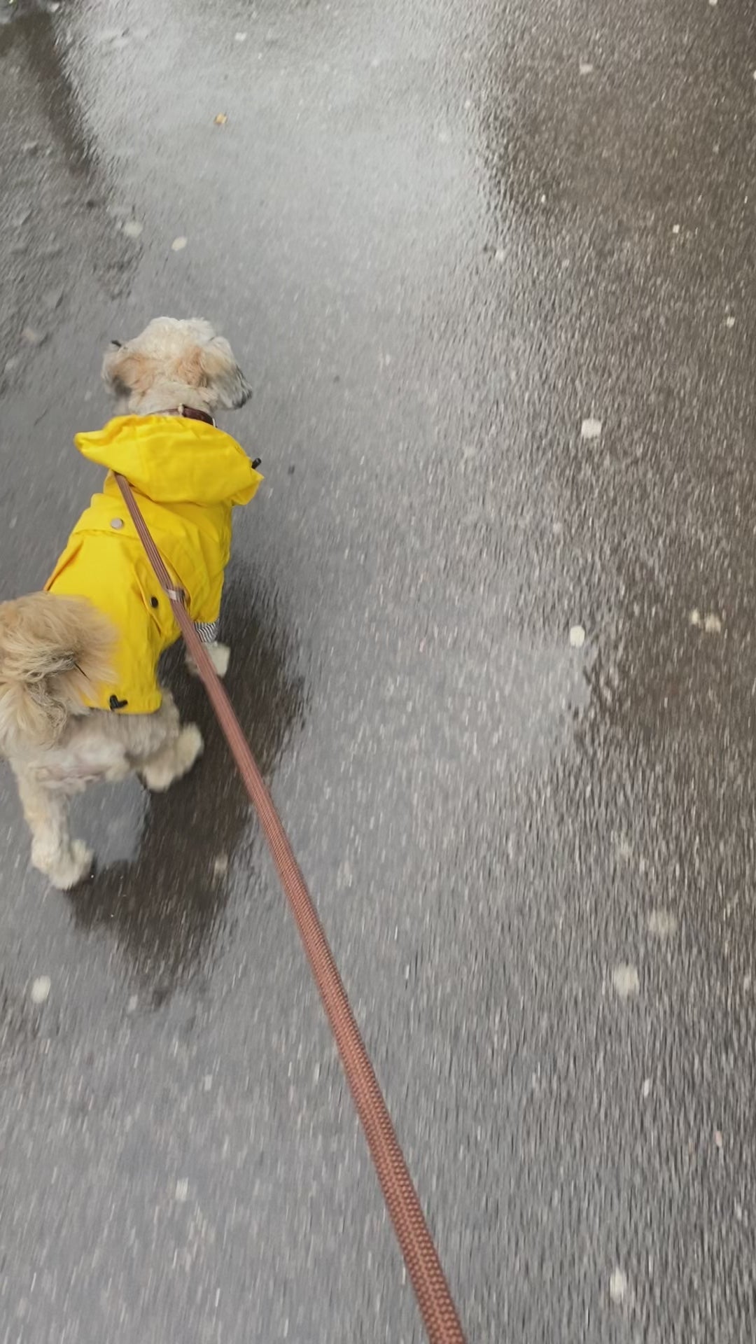 Waterproof Yellow Dog Raincoat